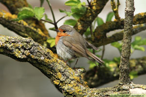 Rödhake, Erithacus rubecula